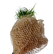 African Sponges/Loofah/African Exfoliating Sponges/African Bath Sponges.