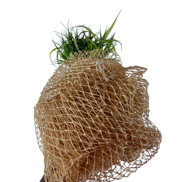 African Sponges/Loofah/African Exfoliating Sponges/African Bath Sponges.